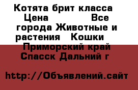 Котята брит класса › Цена ­ 20 000 - Все города Животные и растения » Кошки   . Приморский край,Спасск-Дальний г.